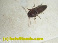 /home//u458753944/public_html/sourcegallery//Insects and small critters/beetles (Coleoptera)/P1050830.JPG